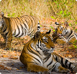 bandhavgarh tour