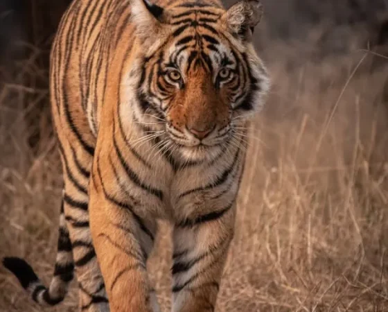 Jungle Safari